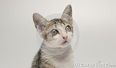 Cat domesticated for pet but still environmentally disastrous to native animals Stock Photo