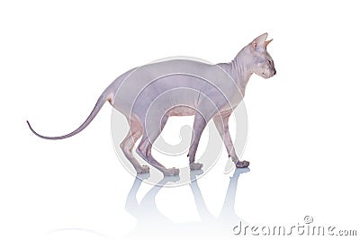 Cat of Don Sphynx breed Stock Photo