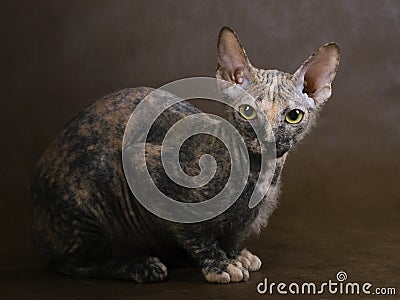 Cat Don Sphynx breed. Stock Photo