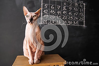 Cat of the Don Sphynx breed sits on a chair on a dark chalkboard Stock Photo
