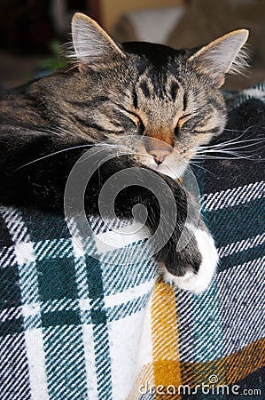 Cat dozing on the couch Stock Photo