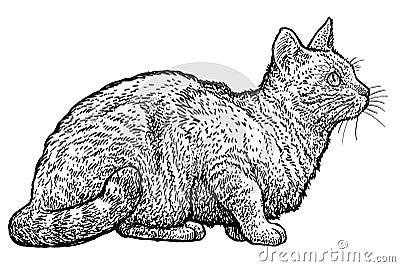 Sitting tabby cat illustration, drawing, engraving, ink, line art, vector Vector Illustration