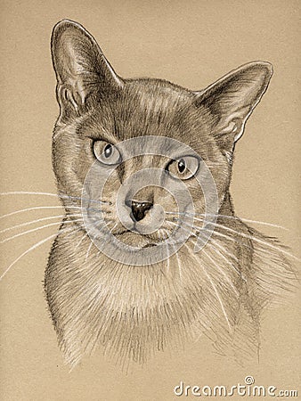 Cat Drawing Sketch Royalty Free Stock Photography Image 