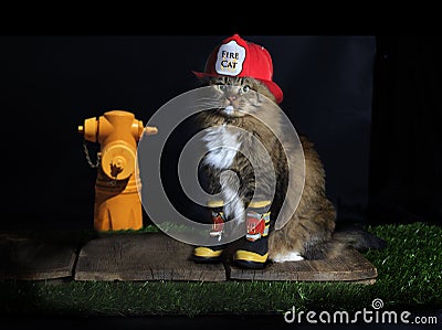 Cat Dressed as Fireman Stock Photo