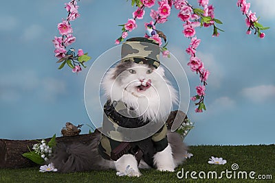 Cat dressed as a military guard peace in the woods Stock Photo
