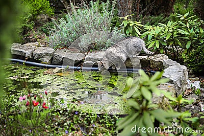 Cat drinking water Stock Photo