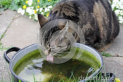 A cat drinks Stock Photo
