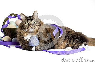 Cat with Easter Egg Stock Photo