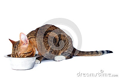 Cat eating Stock Photo