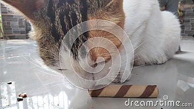 a cat is eating a wafer stick Stock Photo