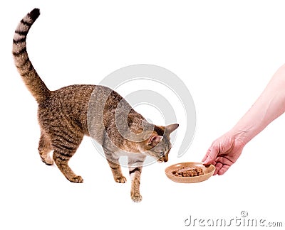 Cat eats cat-like meal Stock Photo