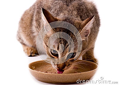 Cat eats cat-like meal Stock Photo