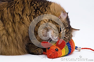 The cat embraces the mouse on the white background Stock Photo