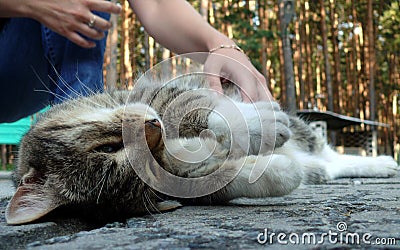 Cat enjoyd of human caress Stock Photo