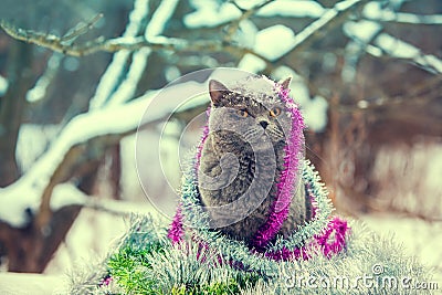 Cat entangled in colorful streamer Stock Photo