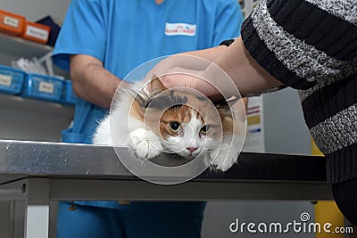 Cat examination veterinarian Editorial Stock Photo