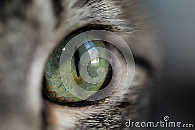 Cat eye close up with narrow pupil Stock Photo