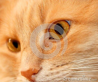 Cat eyes Stock Photo