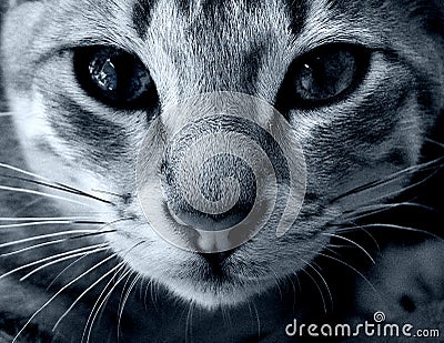 cat eyes Stock Photo