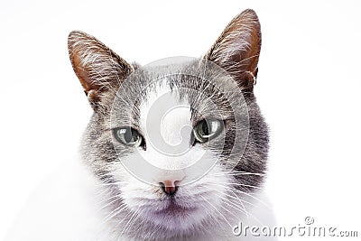 Cat eyes. Cat portrait in white studio background. Domestic cat isolated on white. Grey silver eyes. Cat with blue eyes Stock Photo