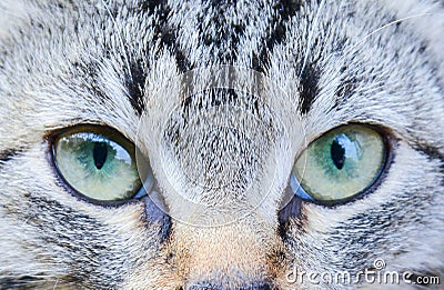 Cat eyes close up. Gaze of a small predator Stock Photo