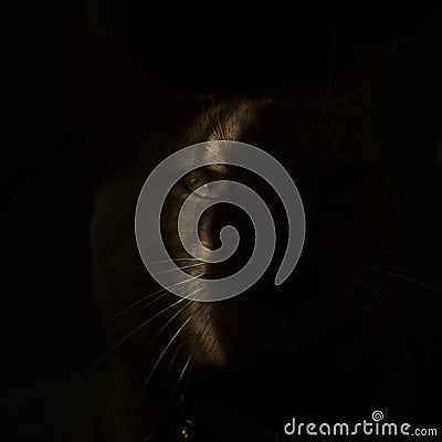 Cat, eyes, darkness, light Stock Photo