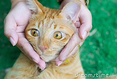 Cat eyes with female hands on lawn using wallpapers or background for animals work Stock Photo