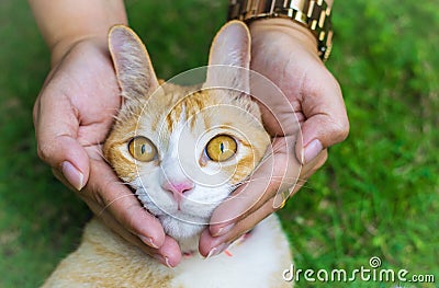 Cat eyes with female hands on lawn using wallpapers or background for animals work Stock Photo