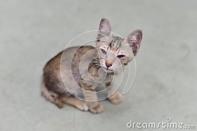 Cat eyes infection for takecare Stock Photo