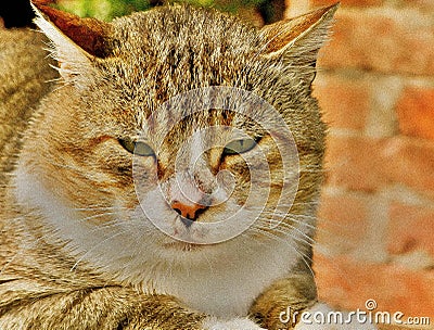 Cat eyes nature wild animal Stock Photo