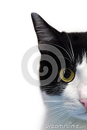 Cat face Stock Photo