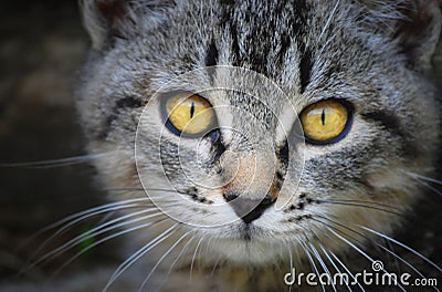 Cat face with yellow eyes Stock Photo