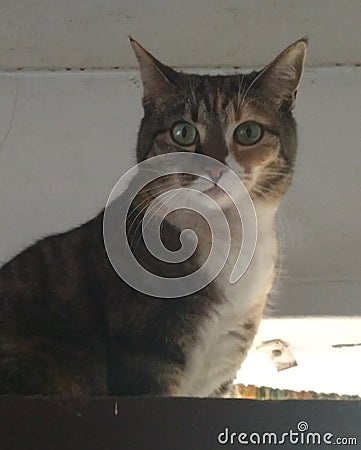 A cat and family pet gazes directly at the camera with an enquiring expression Stock Photo