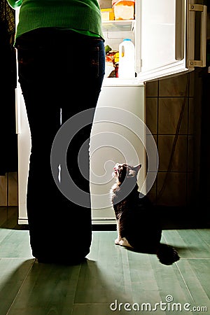 Cat feeding time Stock Photo