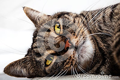 Cat feline friend relaxing. Face closeup Stock Photo