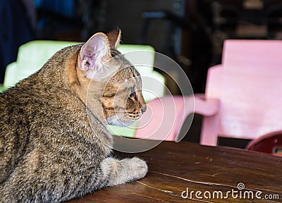 Cat feline in a house Stock Photo