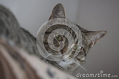 Funny cat face posing to the camera Stock Photo