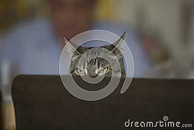 Funny cat face posing to the camera Stock Photo