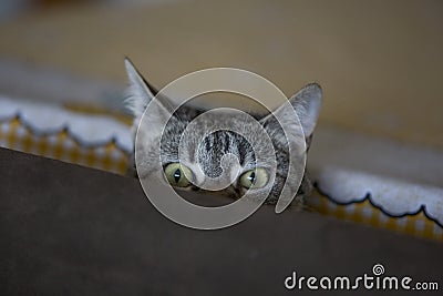 Funny cat face posing to the camera Stock Photo