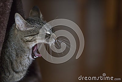 Funny cat face posing to the camera Stock Photo