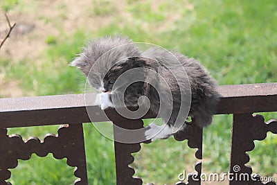 Cat on the fence. Stock Photo
