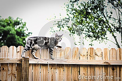 The cat on the fence Stock Photo