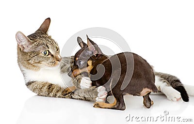 The cat fights with a dog Stock Photo