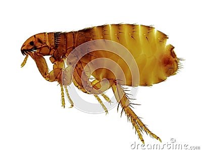 Cat flea (Ctenocephalides felis) Stock Photo