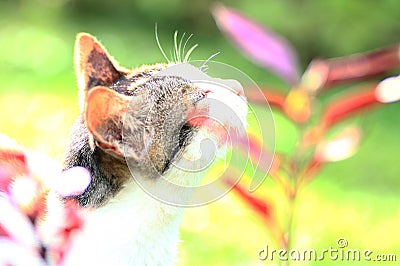 Cat and flower Stock Photo