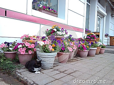 Cat, flowers and nonchalance Stock Photo