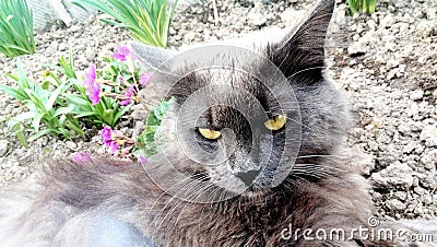 Cat in flowers, spring, gray cat , kitten Stock Photo