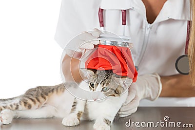 Cat flu Stock Photo