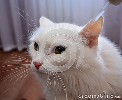 Cat, fluffy cat, treatment of the ears, veterinary science, medicine, cute, longhaired, Pets, face, inside ears, nose, mammal, whi Stock Photo