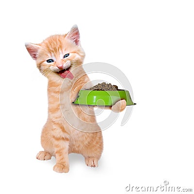 Cat with food bowl Stock Photo